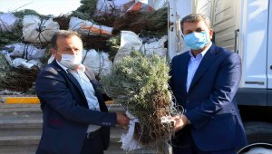 Nallıhan'da lavanta üretimine belediyeden destek