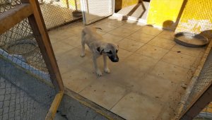 Niğde'de kuyuya düşen köpeği AFAD ekipleri kurtardı