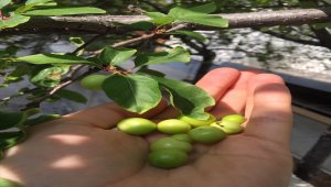 Seydişehir'de kasım ayında meyve veren erik ağacı görenleri şaşırttı
