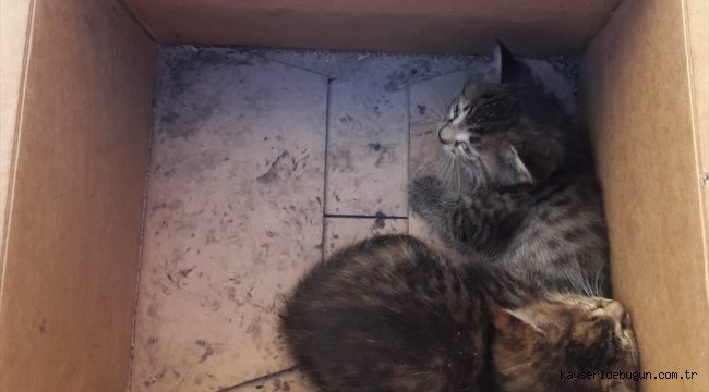 Sivas'ta otomobilin teker kısmına sıkışan yavru kediler kurtarıldı 