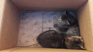 Sivas'ta otomobilin teker kısmına sıkışan yavru kediler kurtarıldı 