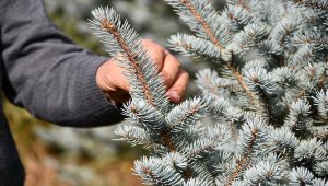 Sivaslı profesör, amcasından yadigar mavi ladinlere sahip çıkıyor