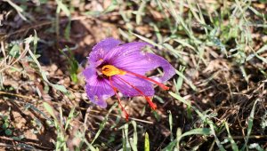 Tescilli safran "Karaarslan"ın hasadı başladı