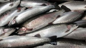 Türkiye'de üretilen somonların ticari ismi için "Türk somonu" önerisi