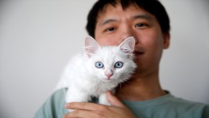 Van kedisini sahiplenmek için Çin'den Türkiye'ye geldi