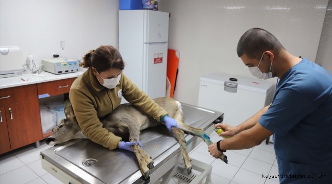 Yaralı karaca Eskişehir Hayvanat Bahçesi'nde tedavi altına alındı