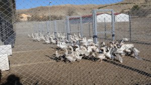Yozgat Bozok Üniversitesi Ziraat Fakültesinde yerli kaz ırkları ıslah ediliyor