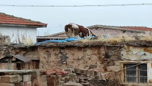Aksaray'da ahırın damına çıkan inek, AFAD ekiplerince kurtarıldı