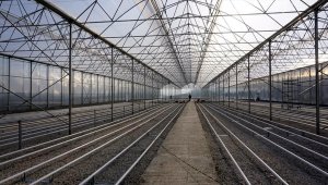 Beypazarı'nda sera çalışması