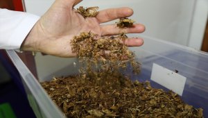 Çam kozalağını bor ile birleştirerek gıda takviyesi geliştirdiler