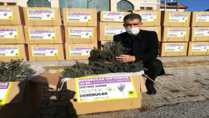 Derebucak'ta 100 bin lavanta fidesi daha toprakla buluşturuldu