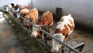 Hayvanları telef olan çiftçiler devlet desteğiyle üretime devam ediyor