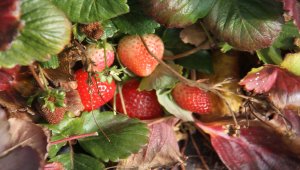Hüyük'te organik çilek bu yıl üreticinin yüzünü güldürdü