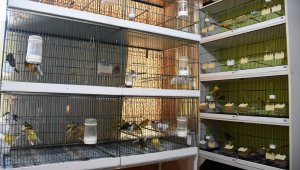 Kanaryalarını sanat müziği dinleterek yarışmalara hazırlıyor