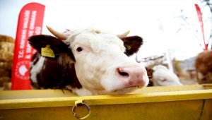 Kayseri'de hayvanları yangında telef olan besiciye devletin şefkat eli uzandı