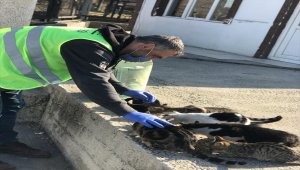 Kırıkkale Belediyesinden sokak hayvanları için mama ve su desteği
