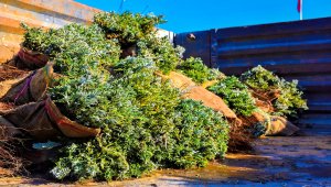 Nallıhan Belediyesi çiftçilere lavanta fidesi dağıtıyor