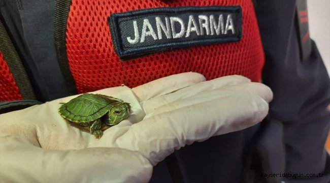 Şereflikoçhisar'da 100 adet kırmızı yanaklı su kaplumbağası ele geçirildi