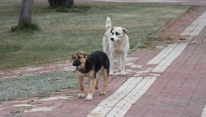 Sivas Valisi Salih Ayhan, sokak hayvanları için mesire alanına yem bıraktı