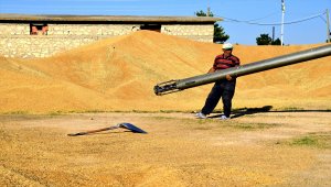 Türkiye'de tarımsal üretimin sigortası: Konya Ovası