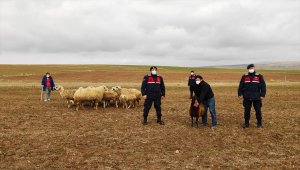 Yozgat'ta kaybolan küçükbaş hayvanları jandarma buldu