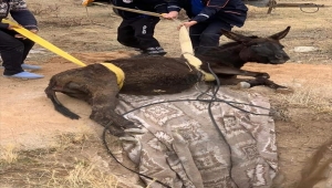 Aksaray'da kuyuya düşen eşek AFAD ekiplerince kurtarıldı