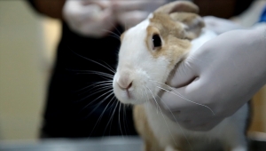 Aksaray'da, yaralı tavşan tedavi altına alındı