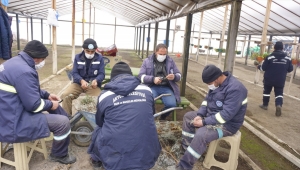 Akyurt Belediyesi süs bitkileri yetiştiriyor