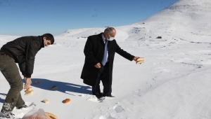 Aladağlar Milli Parkı'nda yaban hayvanlarına yem