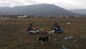 Annelerinin doyuramadığı yavru köpeklere iki küçük kardeş sahip çıktı
