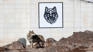 Bakıcıları, hayvanat bahçesi sakinlerine ziyaretçilerin yokluğunu hissettirmiyor