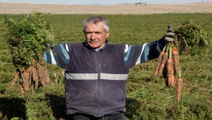 Beypazarı'nda havuç üreticisi koronavirüsten olumsuz etkilendi