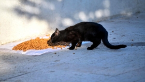 Beypazarı'nda sokak hayvanları unutulmadı 