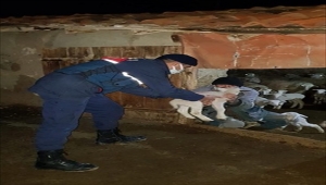 Eskişehir'de arazide unutulmuş donmak üzere 3 kuzu ile kanadı kırık şahini jandarma kurtardı
