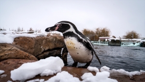 Eskişehir Hayvanat Bahçesi'nin ev sahipleri karın keyfini çıkarıyor 