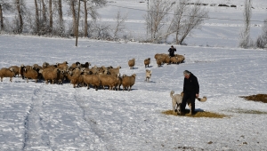 Hayvancılık tutkusu 50 yıl sonra köye dönüş yaptırdı
