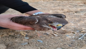 Jandarmanın bulduğu yaralı şahin koruma altına alındı