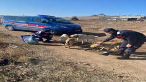 Karakeçili'de jandarma ekipleri hafta sonu kısıtlamasında sokak hayvanlarını unutmadı