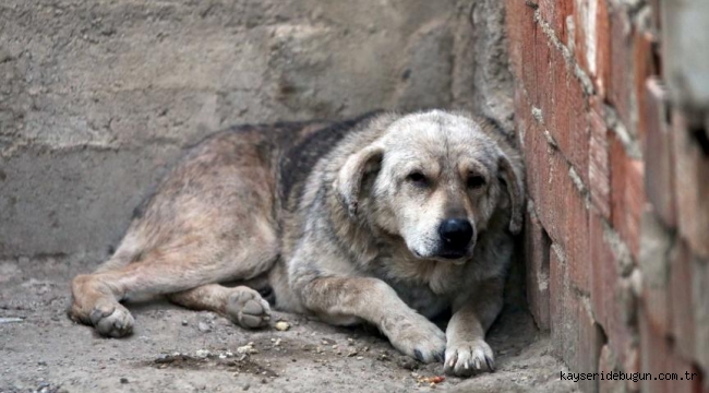Kayseri'de köpek kavgası nedeniyle akrabasını silahla yaralayan sanığa 8 yıl 1 ay hapis