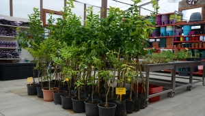 Kırşehir Belediyesi çiçek ve meyve ağaçları satışına başladı