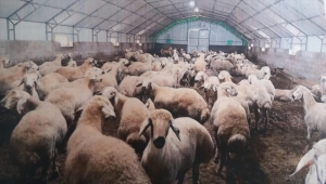 Kırşehir'de çiftçilere 67 milyon lira destekleme ödemesi yapılacak