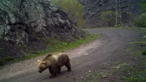 Kurttan ayıya, vaşaktan ceylana yaban hayatı fotokapana takıldı