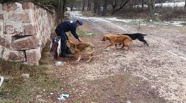 Nallıhan'da jandarma ekiplerinden sokak hayvanlarına yem 