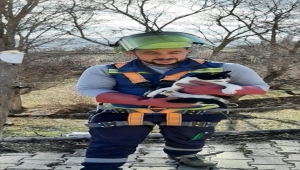 Sivas'ta elektrik direğinde mahsur kalan kediyi ÇEDAŞ ekipleri kurtardı