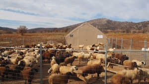 Tarım işçisi devlet desteği sayesinde sürü sahibi oldu