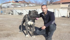 Tomarzalı genç, yaylacılar için Çapar köpeği yetiştiriyor
