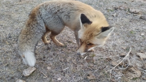 Yozgat'ta hasta tilki tedaviye alındı