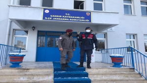 Yozgat'ta jandarmanın bitkin halde bulduğu atmaca bakıma alındı