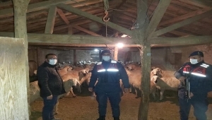 Yozgat'ta kaybolan küçükbaş hayvanları jandarma buldu