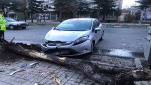 Akşehir'de otomobil ağaca çarptı: 1 yaralı